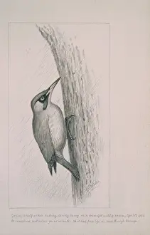 Piciformes: Picus viridis, green woodpecker