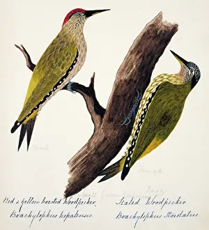 Bushby: Picus xanthopygaeus, Picus squamatus