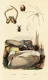 Du Casse: Piddock, clam, beetle and spider
