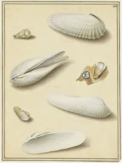 Bodycolour: Piddocks