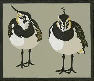Lapwings: Pie-wipes - Lapwings