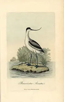 Avocet: Pied avocet, Recurvirostra avocetta