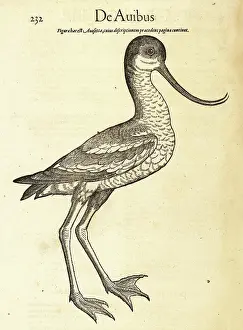 Xylograph: Pied avocet, Recurvirostra avosetta