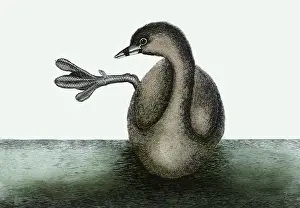 Podiceps: Pied-Billed Grebe, Podilymbus podiceps