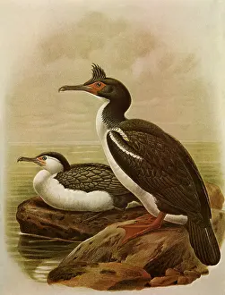 Gerrard: Pied Cormorant & Rough-faced Cormorant