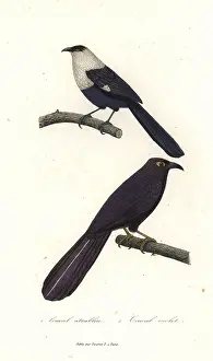Violaceus: Pied coucal and violet coucal
