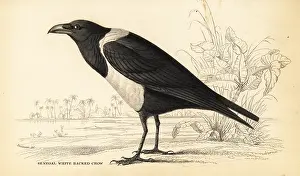 Swainson: Pied crow, Corvus albus