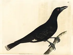 Elford: Pied currawong, Strepera graculina