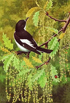 Flycatcher: PIED FLYCATCHER