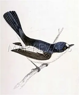 Muscicapa: PIED FLYCATCHER