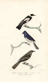 Steel Engraving: Pied flycatcher, blue and white flycatcher and