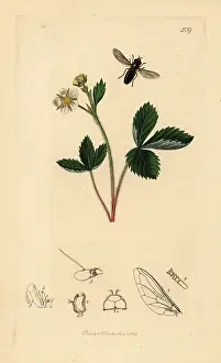 John Curtis: Pied hoverfly and barren strawberry