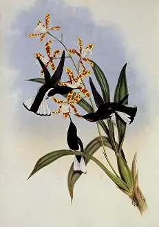 Jacobin: Pied Jacobin, Florisuga Atra