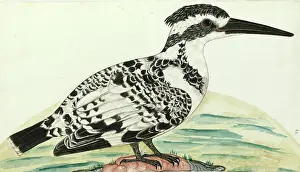 Himalayas: Pied Kingfisher, Ceryle rudis