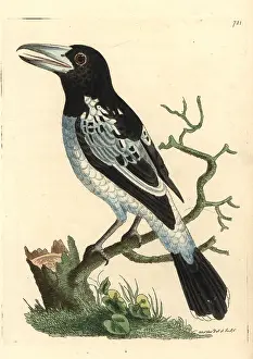 Coracias: Pied roller, Coracias varia
