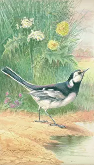 Rankin: Pied Wagtail