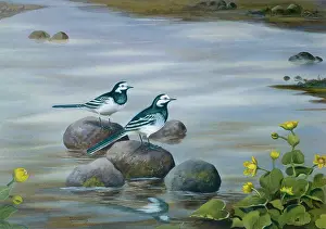 Baxendale: Pied Wagtail ' two birds standing on rocks