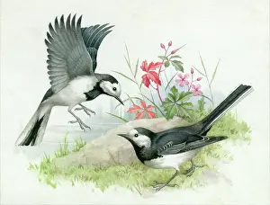 Hopking: Two pied wagtails with herb robert
