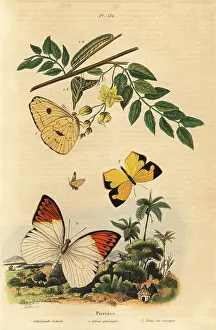 Sebin: Pierid butterflies