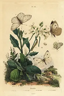 Chou: Pierid butterflies