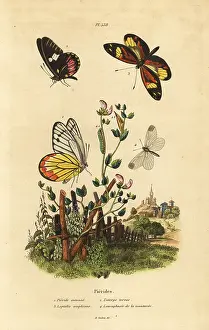 Dhistoire: Pierid butterflies