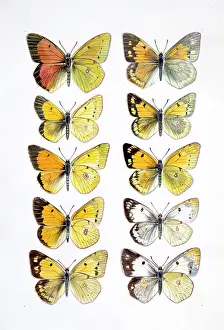 Hargreaves: Pieridae sp. clouded yellow butterflies