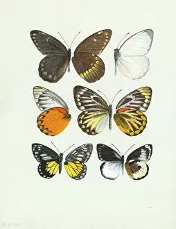 Prout: Pierine genus, Butterfly wings
