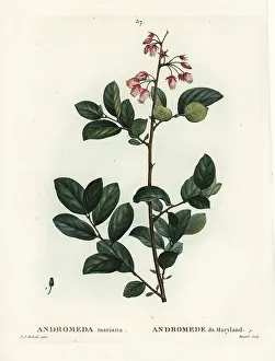 Mariana: Pieris mariana
