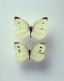 Lobsters: Pieris rapae, small white butterflies