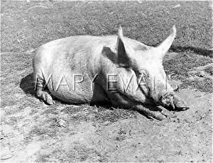 Chilling: PIG CHILLING OUT