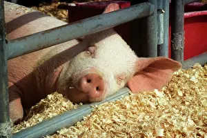 Ursine: Pig at County Fair Sleeping with Head on Metal