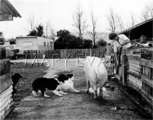 Bullying: PIG & DOGS