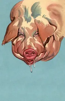 Drooling: Pig Drooling