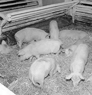 Leftovers: Pig farm