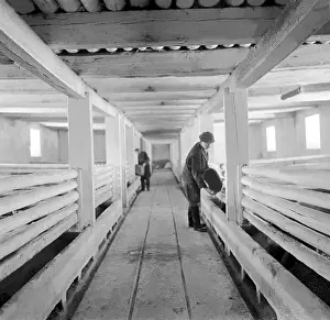 Leftovers: Pig farm