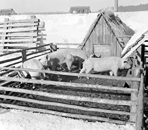 Leftovers: Pig farm