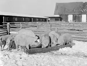Leftovers: Pig farm