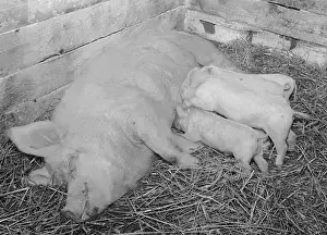 Leftovers: Pig farm