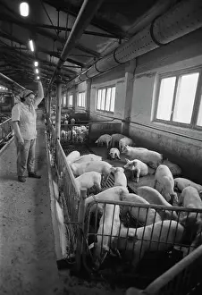 Piglet: Pig farm