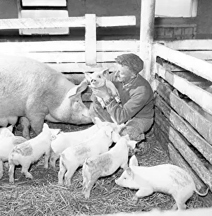 Finda: Pig farm, - piglet