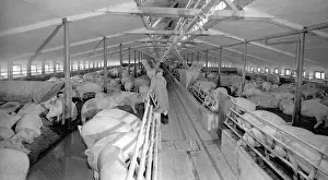 Mevald: Pig farm - pigs - feeding - 1960