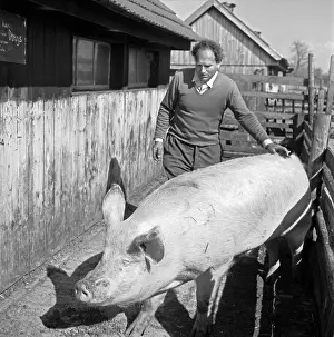 Roudnice: Pig - farm - pork - breeder