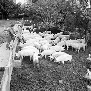Nosek: Pig - farm - pork - meat