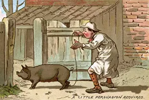 Required: Pig farmer persuading a pig to move