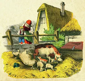 Sows: Pig farming
