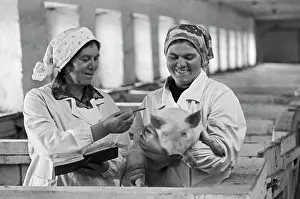 Colleague: Pig farming enterprise