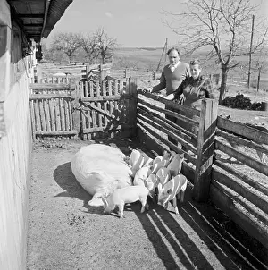 Fram: Pig fram - mother - breastfeeding - piglets