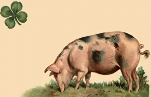 Clover: Pig Grazing by Clover