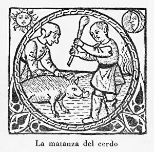 1511: Pig Killed 1511