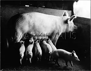 Pigsty: PIG AND LITTER 1957